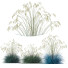 Gras HQ Pflanzen Helictotrichon Sempervirens Pendula Blaue Avoine Version 03 - Pandora-land