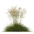 Trawa HQ Plants Celtica Gigantea Stipa Golden Oats Version 2 - Pandora-land