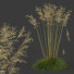 Trawa HQ Plants Celtica Gigantea Stipa Golden Oats Version 2 - Pandora-land