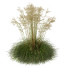 Trawa HQ Plants Celtica Gigantea Stipa Golden Oats Version 2 - Pandora-land