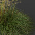 Trawa HQ Plants Celtica Gigantea Stipa Golden Oats Version 2 - Pandora-land
