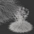 Trawa HQ Plants Celtica Gigantea Stipa Golden Oats Version 2 - Pandora-land