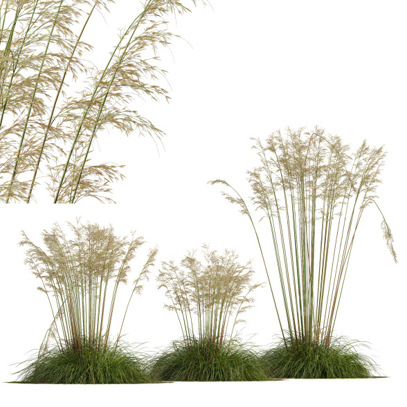 Trawa HQ Plants Celtica Gigantea Stipa Golden Oats Version 2 model 3D