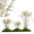Trawa HQ Plants Celtica Gigantea Stipa Golden Oats Version 2 - Pandora-land