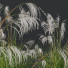 Gras HQ Pflanzen Miscanthus Nepalensis Sinensis Sarabande Adagio Version 02 Windig - Pandora-land