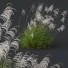 Gras HQ Pflanzen Miscanthus Nepalensis Sinensis Sarabande Adagio Version 02 Windig - Pandora-land