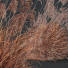 Gras HQ Pflanzen Miscanthus Nepalensis Sinensis Sarabande Adagio Version 02 Windig - Pandora-land