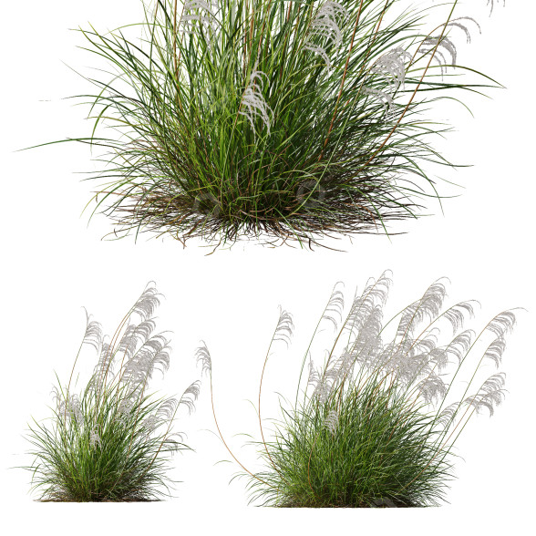 Gras HQ Pflanzen Miscanthus Nepalensis Sinensis Sarabande Adagio Version 02 Windig 3D-Modell