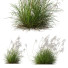 Gras HQ Pflanzen Miscanthus Nepalensis Sinensis Sarabande Adagio Version 02 Windig - Pandora-land