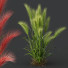 Hierba Plantas hordeum jubatum cebada ornamental - Pandora-land