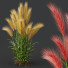 Hierba Plantas hordeum jubatum cebada ornamental - Pandora-land