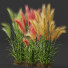Hierba Plantas hordeum jubatum cebada ornamental - Pandora-land