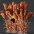 Hierba Plantas hordeum jubatum cebada ornamental - Pandora-land