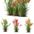 Hierba Plantas hordeum jubatum cebada ornamental - Pandora-land