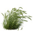 Trawa Plants Hordeum Jubatum Foxtail Barley Ornementale Orge Version 03 Windy - Pandora-land
