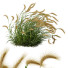 Trawa Plants Hordeum Jubatum Foxtail Barley Ornementale Orge Version 03 Windy - Pandora-land