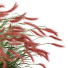 Trawa Plants Hordeum Jubatum Foxtail Barley Ornementale Orge Version 03 Windy - Pandora-land