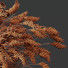 Trawa Plants Hordeum Jubatum Foxtail Barley Ornementale Orge Version 03 Windy - Pandora-land