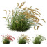 Trawa Plants Hordeum Jubatum Foxtail Barley Ornementale Orge Version 03 Windy - Pandora-land
