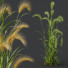 Trawa Plants Hordeum Jubatum Foxtail Barley Ornementale Orge Version 04 - Pandora-land