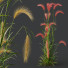 Trawa Plants Hordeum Jubatum Foxtail Barley Ornementale Orge Version 04 - Pandora-land
