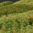 Trawa Plants Hordeum Jubatum Foxtail Barley Ornementale Orge Version 04 - Pandora-land