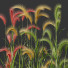 Trawa Plants Hordeum Jubatum Foxtail Barley Ornementale Orge Version 04 - Pandora-land