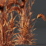 Trawa Plants Hordeum Jubatum Foxtail Barley Ornementale Orge Version 04 - Pandora-land
