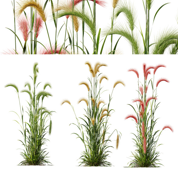Trawa Plants Hordeum Jubatum Foxtail Barley Ornementale Orge Version 04 model 3D