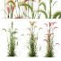 Trawa Plants Hordeum Jubatum Foxtail Barley Ornementale Orge Version 04 - Pandora-land