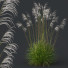 Trawa Plants Miscanthus Nepalensis Sinensis Sarabande Adagio - Pandora-land