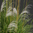 Trawa Plants Miscanthus Nepalensis Sinensis Sarabande Adagio - Pandora-land