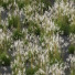 Trawa Plants Miscanthus Nepalensis Sinensis Sarabande Adagio - Pandora-land