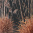Trawa Plants Miscanthus Nepalensis Sinensis Sarabande Adagio - Pandora-land