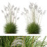 Trawa Plants Miscanthus Nepalensis Sinensis Sarabande Adagio - Pandora-land