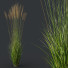 Gras HQ Pflanzen Molinia Caerulea Heidebraut Kleine Pfeifengras - Pandora-land