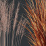 Gras HQ Pflanzen Molinia Caerulea Heidebraut Kleine Pfeifengras - Pandora-land
