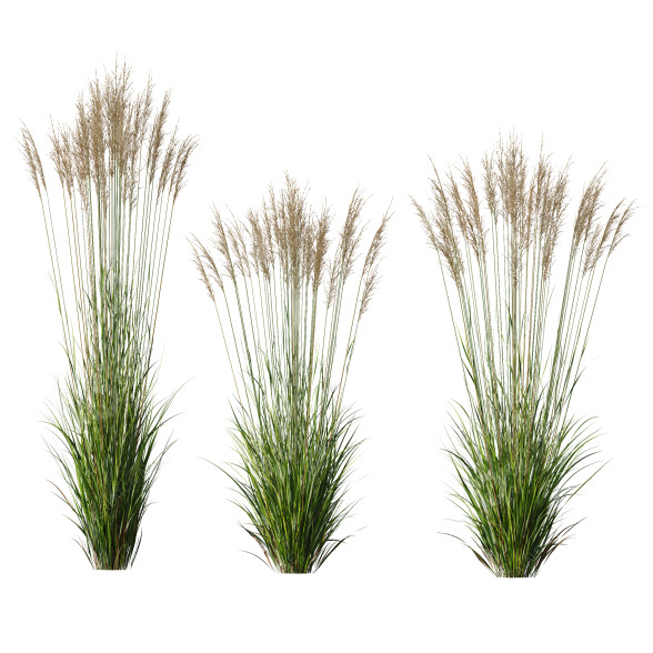 Gras HQ Pflanzen Molinia Caerulea Heidebraut Kleine Pfeifengras 3D-Modell