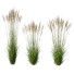 Gras HQ Pflanzen Molinia Caerulea Heidebraut Kleine Pfeifengras - Pandora-land