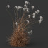 Trawa Plants Miscanthus Nepalensis Sinensis Sarabande Adagio Version 02 - Pandora-land