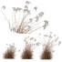 Trawa Plants Miscanthus Nepalensis Sinensis Sarabande Adagio Version 02 - Pandora-land