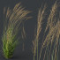 Trawa Plants Molinia Caerulea Heidebraut Kleines Pfeifengras Version 03 Windy - Pandora-land