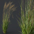 Trawa Plants Molinia Caerulea Heidebraut Kleines Pfeifengras Version 03 Windy - Pandora-land