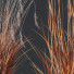 Trawa Plants Molinia Caerulea Heidebraut Kleines Pfeifengras Version 03 Windy - Pandora-land