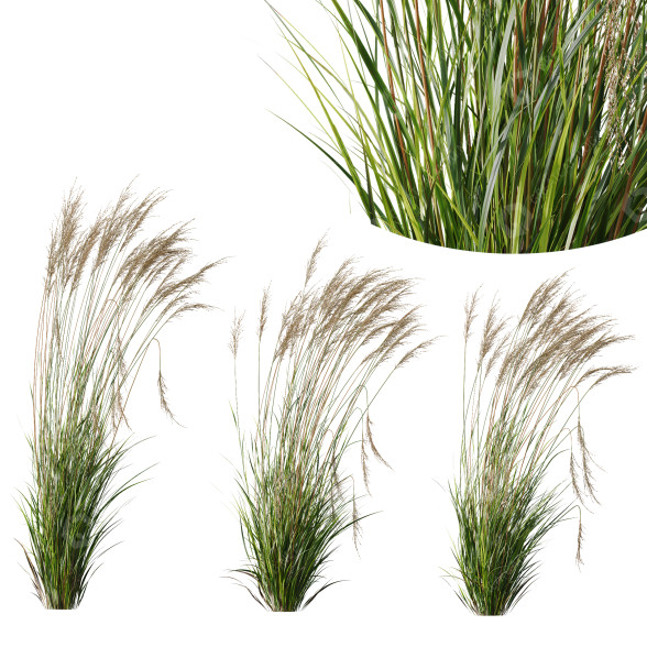 Trawa Plants Molinia Caerulea Heidebraut Kleines Pfeifengras Version 03 Windy model 3D