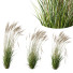 Trawa Plants Molinia Caerulea Heidebraut Kleines Pfeifengras Version 03 Windy - Pandora-land