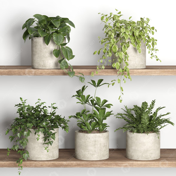 Flowerpots Plants on Shelf 09 3D model