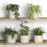 Flowerpots Plants on Shelf 09 - nr.asgari
