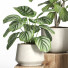 Flowerpots Indoor Plant Set 49 - nr.asgari