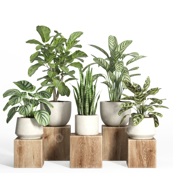 Flowerpots Indoor Plant Set 49 3D model